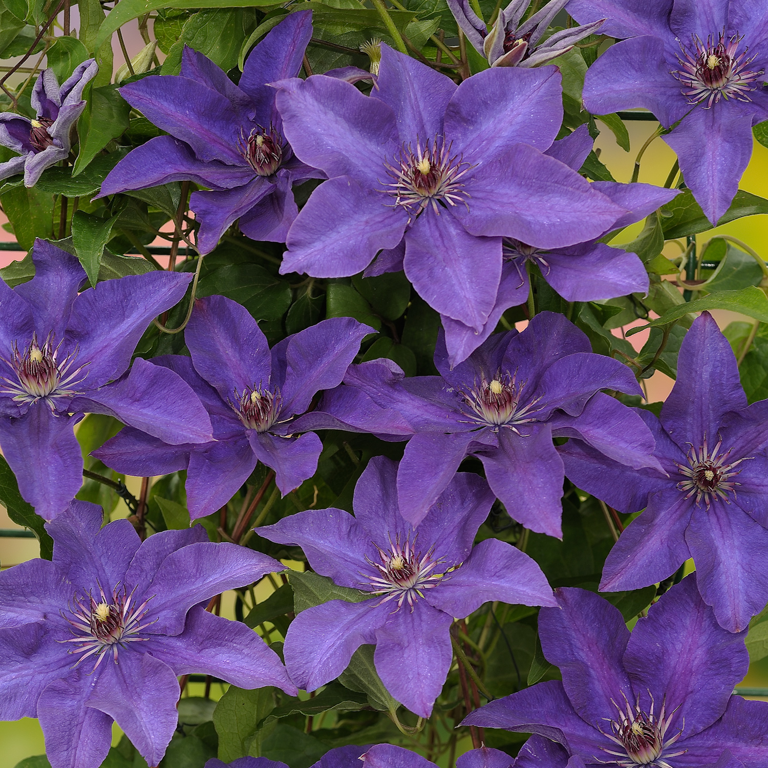 Clematis jackmanii 'The president'